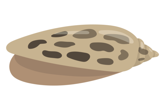 Download Clam Shell Color Icon. Ocean Coast Fauna - Premium Resources